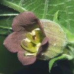 Belladonna