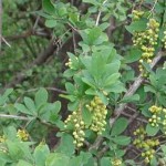Berberis