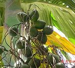 Areca catechu