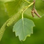 Betula
