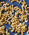 Triticum