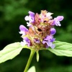Brunella vulgaris