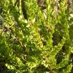 Barosma crenata