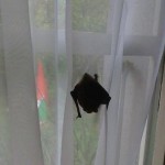 Les chauves-souris