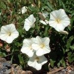 Convolvulus