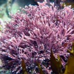 Corallina officinalis