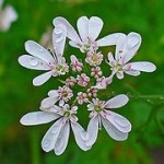 Coriandrum sativum