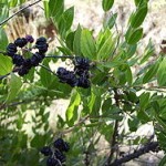 Coriaria myrtifolia