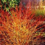 Cornus