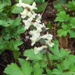 Corydalis
