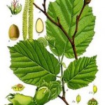 Corylus avelana