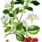 Crataegus oxyacantha