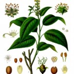 Croton tiglium