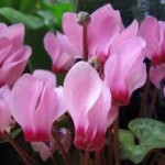 Cyclamen