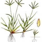 Cynodon dactylon