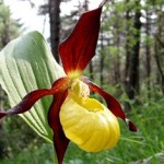 Cypripedium calceolus