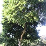 Cumarinum