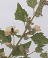 Althaea