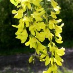Cytisus laburnum