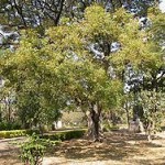 Azaderachta indica