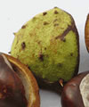 Aesculus