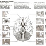 Neurologie (Sémiologie Chap.9)