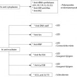 Dosage des auto-anticorps