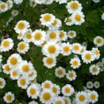 Anthemis