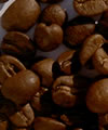 Coffea