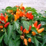 Capsicum