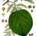 Cocculus indicus
