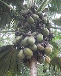 Coco nucifera