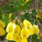 Colutea arborescens
