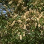 Combretum micranthum