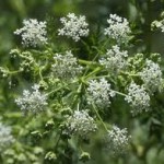 Conium maculatum