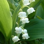 Convallaria maialis