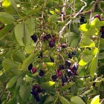 Syzygium jambolanum