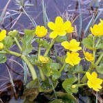 Caltha palustris