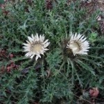 Carlina acaulis