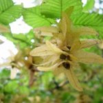 Carpinus betulus