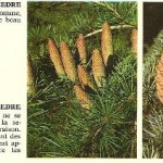 Cedrus