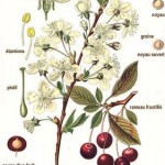Cerasus vulgaris