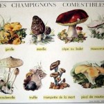 Champignons comestibles