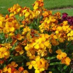 Cheiranthus cheiri