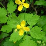 Chelidonium majus