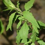 Chenopodium