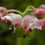 Chimaphila umbellata