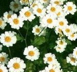 Chrysantellum americanum