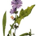 Cichorium intybus