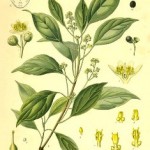 Camphora
